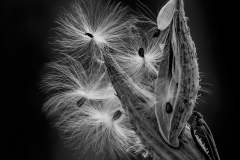 Blowing in the Wind - Don Specht - MNPC