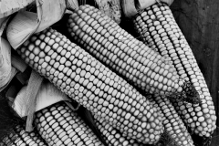 Field Corn - Denise Gerdes - SCVCC