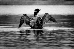 Free as a Bird - Dayton Bintz - MDPC