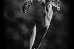 Iris - Linda Rutherford - WCPC