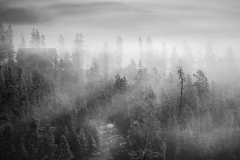 Foggy Morning - Nina Graves - MCC