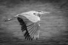 Great Blue Heron - Marianne Diericks - WWPC