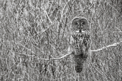 Great Grey Owl - Jill Bauer - TNCPC