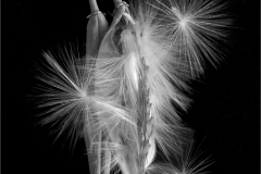 Milkweed Pod Exploding - Margaret Boike - SCVCC