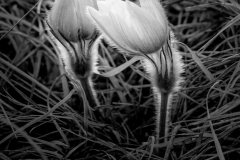 Spring Glow - Dayton Bintz - MDPC