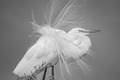 Great Egret Display - Marianne Diericks - WWPC
