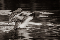 Loon Stretch - Don Specht - MNPC