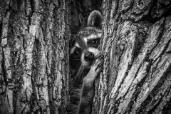 Peeking Raccoon - Jill Bauer - TNCPC