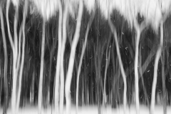 Snow and Trees - Karl Fiegenschuh - MNPC