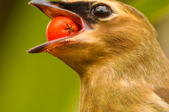 Berry - What Berry - David Perez - MVPC