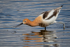 American Avocet  Stalking a Bug - Don Specht - MNPC