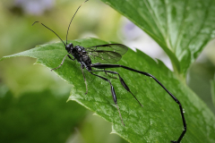 American Pelecinid Wasp - Margaret Boike - SCVCC