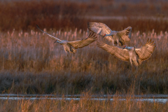 Autumn Gathering - Gary Meyer - SCVCC