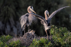 Blue Heron Family Time - Donald Bock - SCVCC