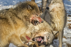 Dinner Time - Kathy Wall - NMPC