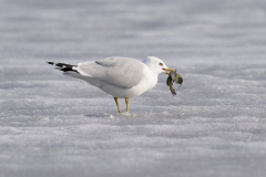 Gull and Fish - Michael Fuerst - SPCC