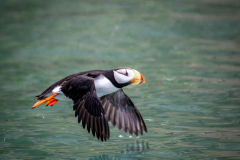 Horned Puffin in Flight - Diane Herman - MNPC
