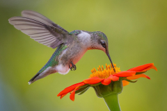 Hungry Hummer - Deanne Probst - MNPC