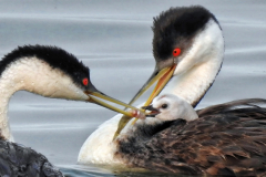 It's Too Big - Jenny Noecker - SPCC