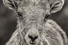 Looking Me in the Eye - Alan Kiecker - MVPC