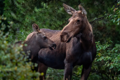 Mother Moose and Calf - Jill Bauer - TNCPC