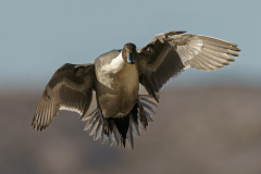 Pintail Drake in Flight I - Sandra Swanson - MNPC