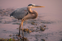 Poise - Levi Janssen - MCC