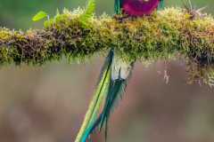 Resplendent Quetzal - Marianne Diericks - WWPC