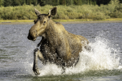 Splash - John Anderson - FSSPCC