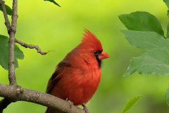 Vibrant Cardinal - Lou Plevell - FSSPCC