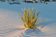 White Sands Morning - Rick Graves - MVPC