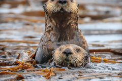 Alaska Otters - Karl Fiegenschuh - MNPC