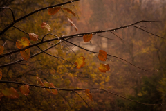 Autumn Rain - Dack Nehring - NMPC