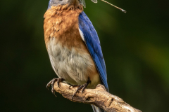 Bluebird With Damselfly - Don Specht - MNPC