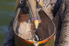 Brown Pelican - Brett McDonnell - SCVCC