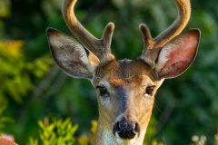 Buck Stare - Rick Graves - MVPC