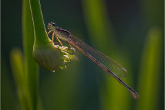 Damselfly Backlit - Margaret Boike - SCVCC