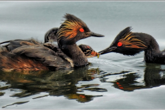 Eared Grebe Family - Jenny Noecker - SPCC