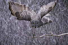 Great Grey Owl Hunting - Jill Bauer - TNCPC