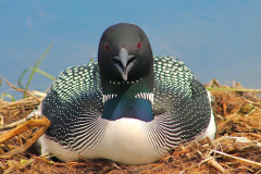 Happy Loon - Dawn Otremba - SCVCC