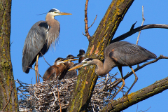 Heron Family Times - Lawrence Syverud - TNCPC