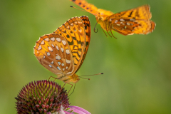 Hey! Move Over! - Deanne Probst - MNPC