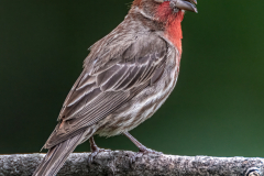 House Finch - Alan Kiecker - MVPC