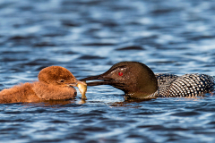 Loon Chick Fish - David Heemsbergen - WWPC