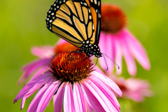 Monarch Pollinator - Lou Plevell - FSSPCC