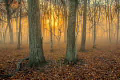 November Woods - Mike Chrun - SCVCC