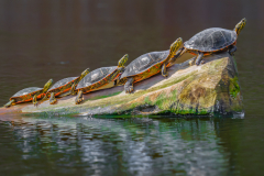 Reptilian Danceline - Al Whitaker - MCC