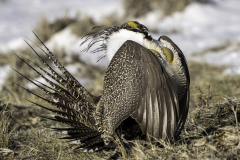 Sage Strut - John Anderson - FSSPCC