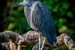 Little Blue Heron - Ronald Lagerquist MNPC