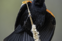 Blackbird Display - John Anderson - FSSPCC